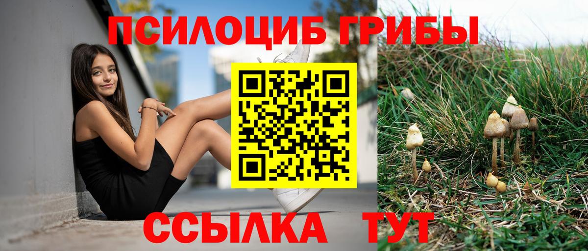 Нерюнгри  Псилоцибиновые грибы Cubensis  Псилоцибиновые грибы MAGIC MUSHROOMS  купить   Вход с VPN 