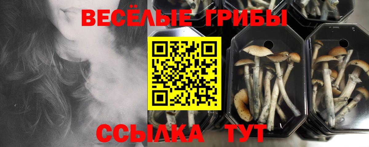 Галлюциногенные грибы Psilocybe Нерюнгри